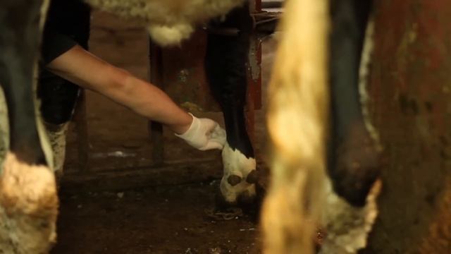 ОБЕЗБОЛИВАНИЕ КОПЫТА Блокада нервов по Регнери. hoof anesthesia