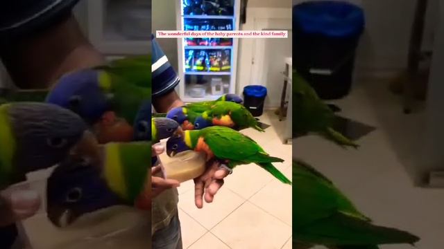Брошенное гнездо попугая