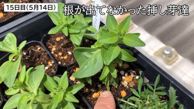 合計45ポットのサフィニア挿し芽成功🌸今回は2週間で根が出たよ🌱前回と何を変えた⁉️お金をかけずにお花を増やしたい素人主婦の2週間‼️