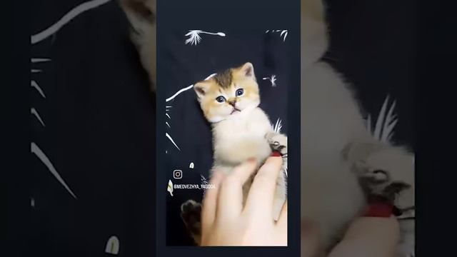 котенок