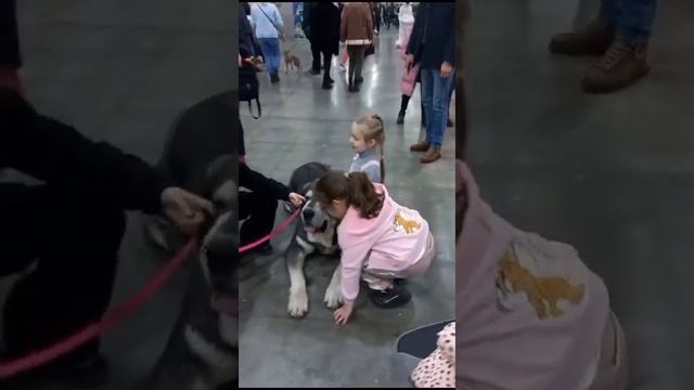 Выставка собак в Москве 19.11.2023. Испанский мастиф.