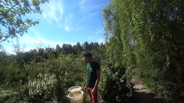 Маточники цветочных культур: дельфиниум, наперстянка, пеларгония. Часть 1