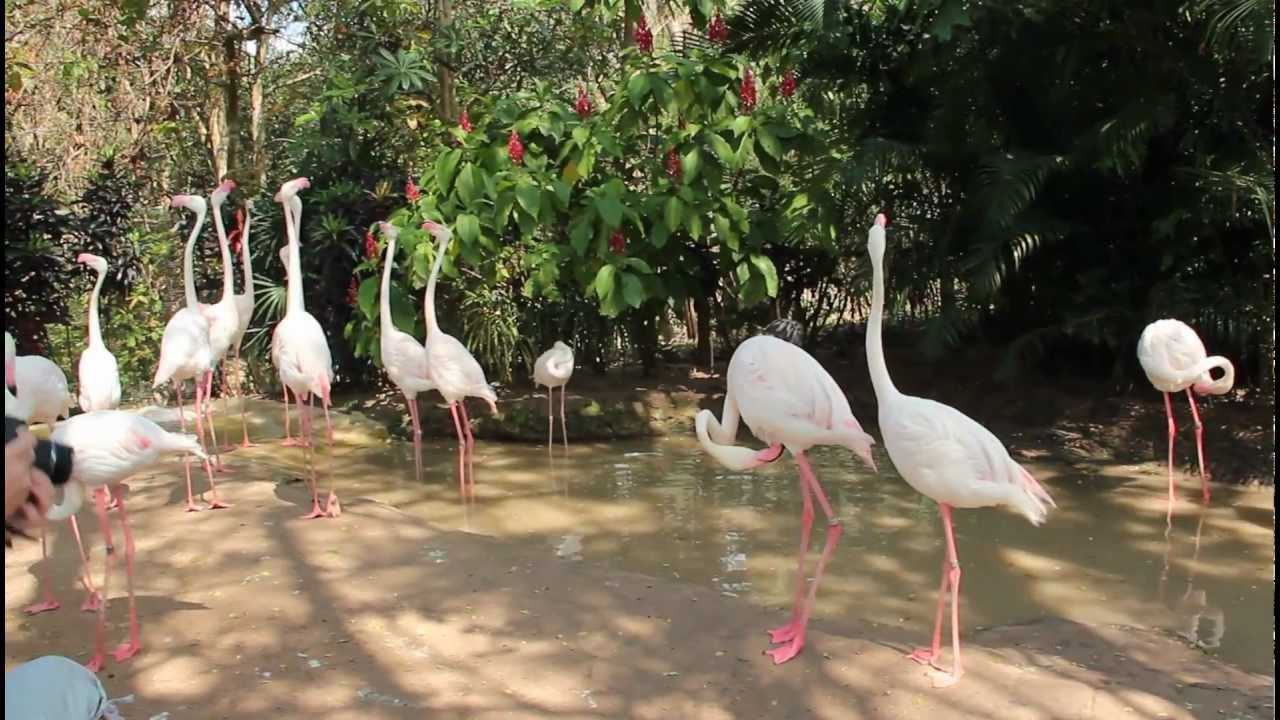 Flamingo