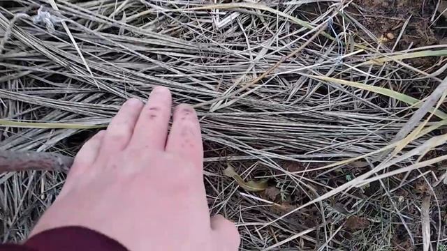 Укрыл школку фундука на зиму