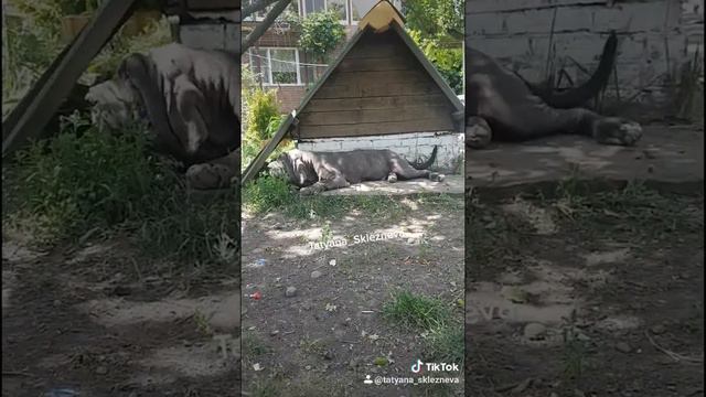 Щенок мастино неаполитано 8 месяцев