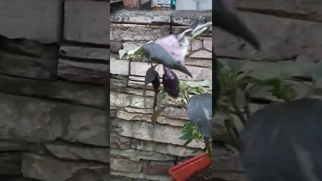 Острый перец Тролль. вторая волна урожая