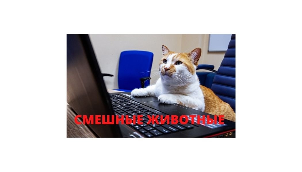СМЕШНЫЕ ЖИВОТНЫЕ