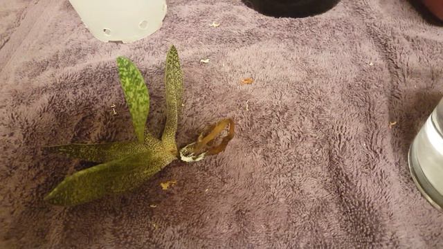 Paphiopedilum orchid: No more hydroponic orchids