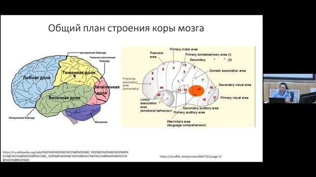 T14 Dr. Natalia Bal "Introduction to the Mammalian Nervous System" IHNA/iBRAIN