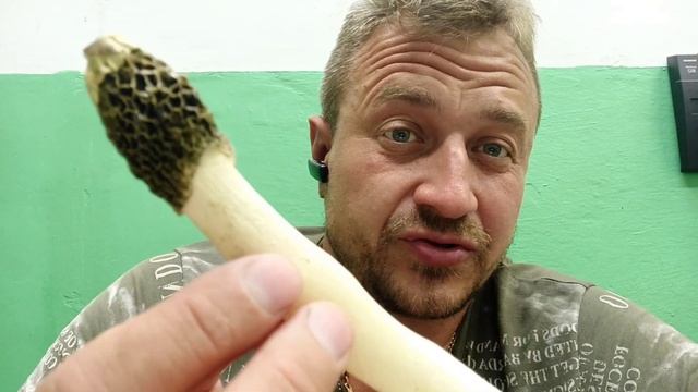 гриб ☝️весёлка обыкновенная ?он же смарчек вонючий? и он же ФАЛЛЮС нескромный ?