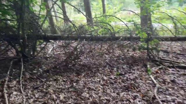 ? Гриби в Німеччині ?? Це просто капець ?