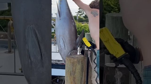 BIGEYE TUNA OFFLOADING