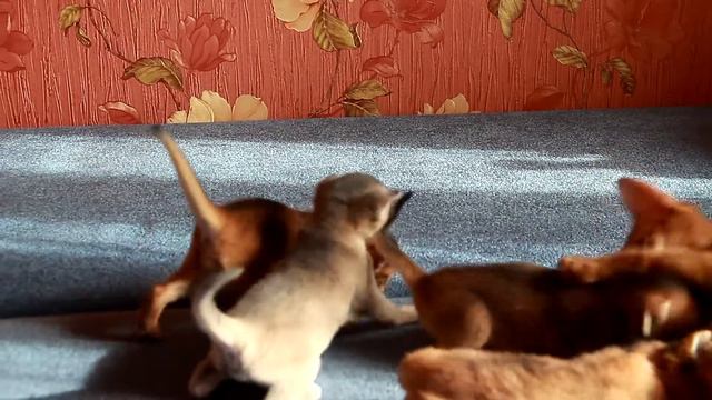Абиссинские котята с кошкой. Мы стали в шесть раз счастливее