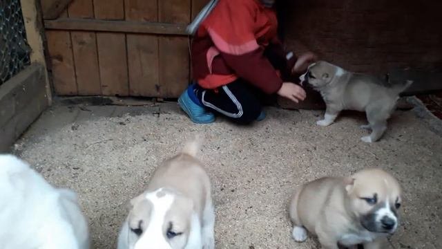 Переселение в щенятник 2