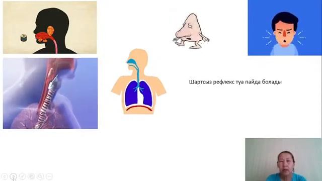 Рефлекстік доға
