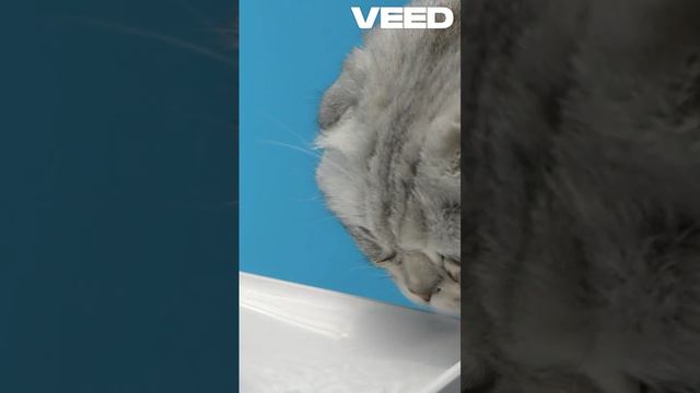 Смешные котики.  Лучшие моменты