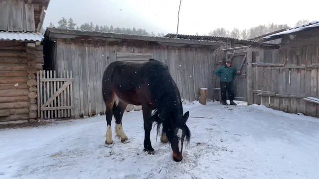 Авито жеребец