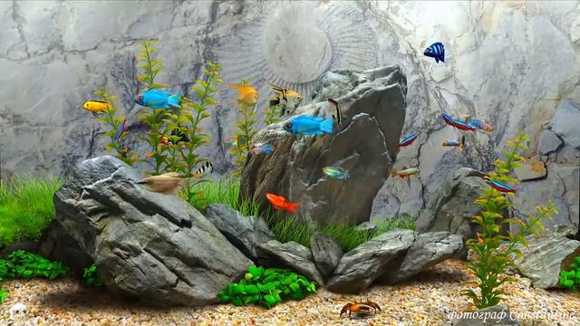 Пение птиц, Расслабляющая музыка, Шум воды, Рыбки релакс видео, Аквариумные рыбки видео.