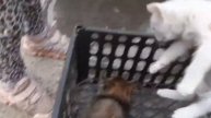 #АйсанаМилашка Маленькие котята остались одни!Спасение котят!Брошенные котята!