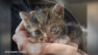 Испуганный КОТЕНОК забился в яму на дороге и ЗВАЛ на помощь