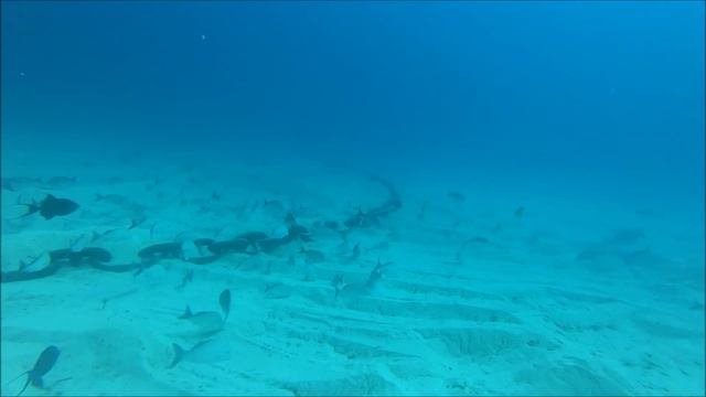 Dropping A Gopro Under A Cruise Ship