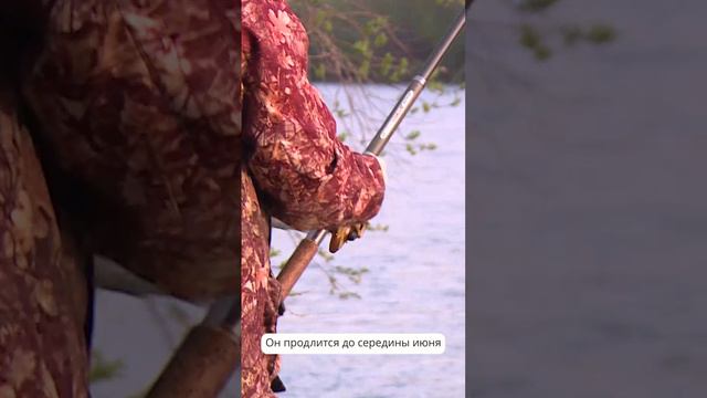 Любительский лов симы стартовал на Сахалине  #сахалин #рыбалка #сима
