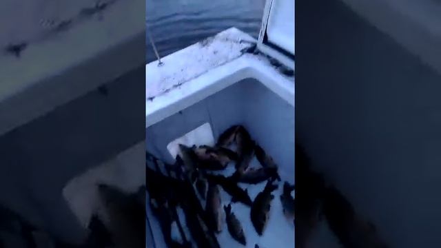 Зарыбление пруда