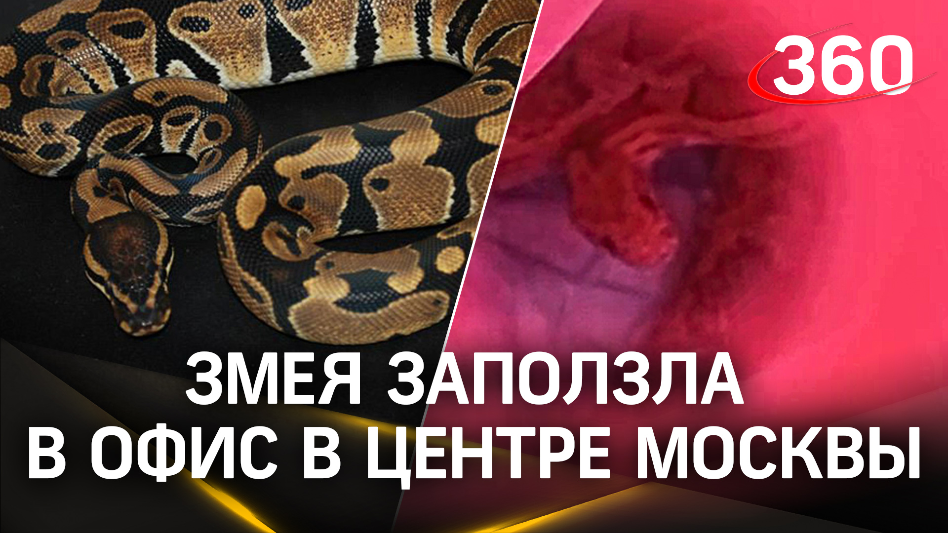 Змея заползла в офис в Хамовниках в центре Москвы