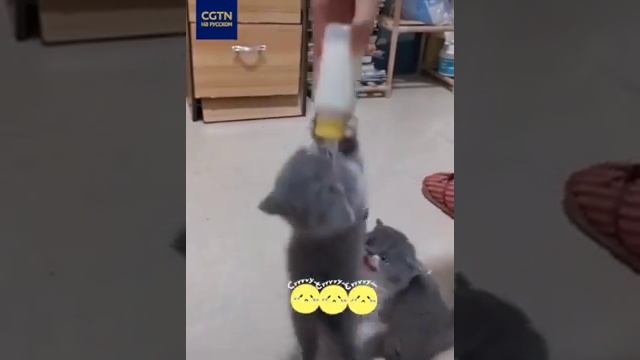 Три котёнка на бутылочку молока