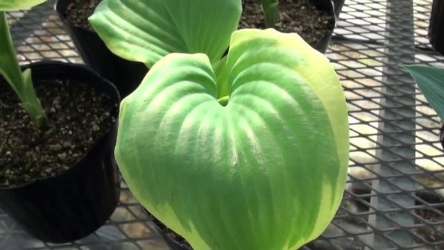 ポールスミザー　Hosta Fragrant Bouquet　ホスタ フレグラントブーケ