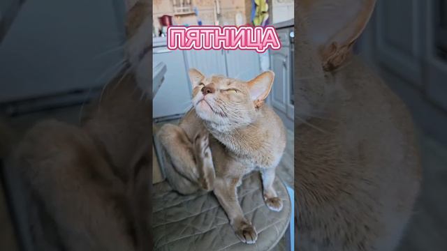 Пятница и котик #выходные #абиссинскийкот