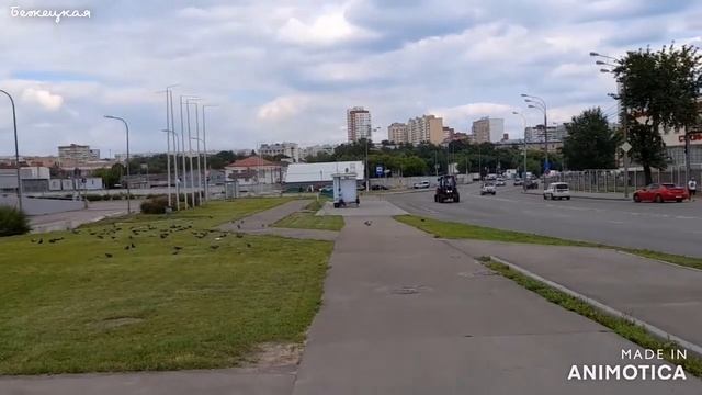 Обзор продуктов и цен. Моё старенькое Денежное дерево и поиски ему горшка.