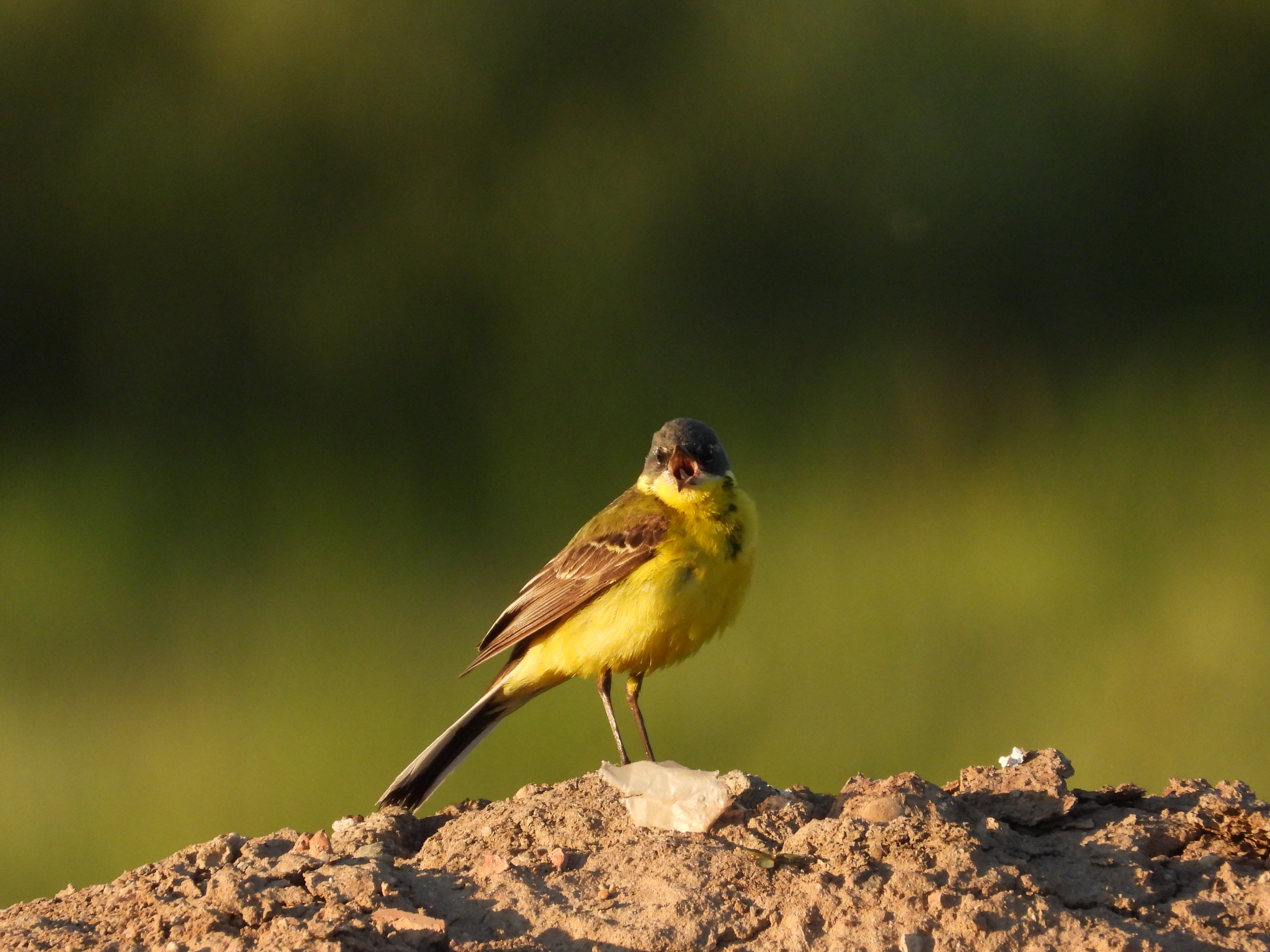 Жёлтая Трясогузка, голоса птиц, наблюдение в Новгородской области, 16 июня 2024