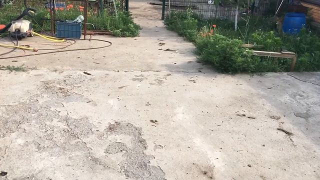 Утята мускусята привыкли к новому месту ! Начались повальные кладки яиц !