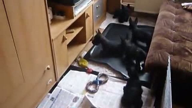 Веселая скотчинная семейка.