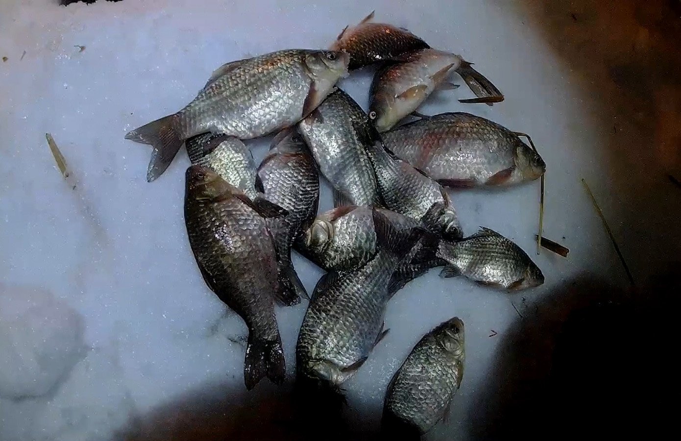 Зимняя рыбалка на карася в Омской области