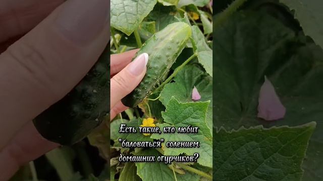 Море зовет… Волна поет… А я такая в огороде🥒🫑🍅🍆🌽в деревне у бабушки🤗