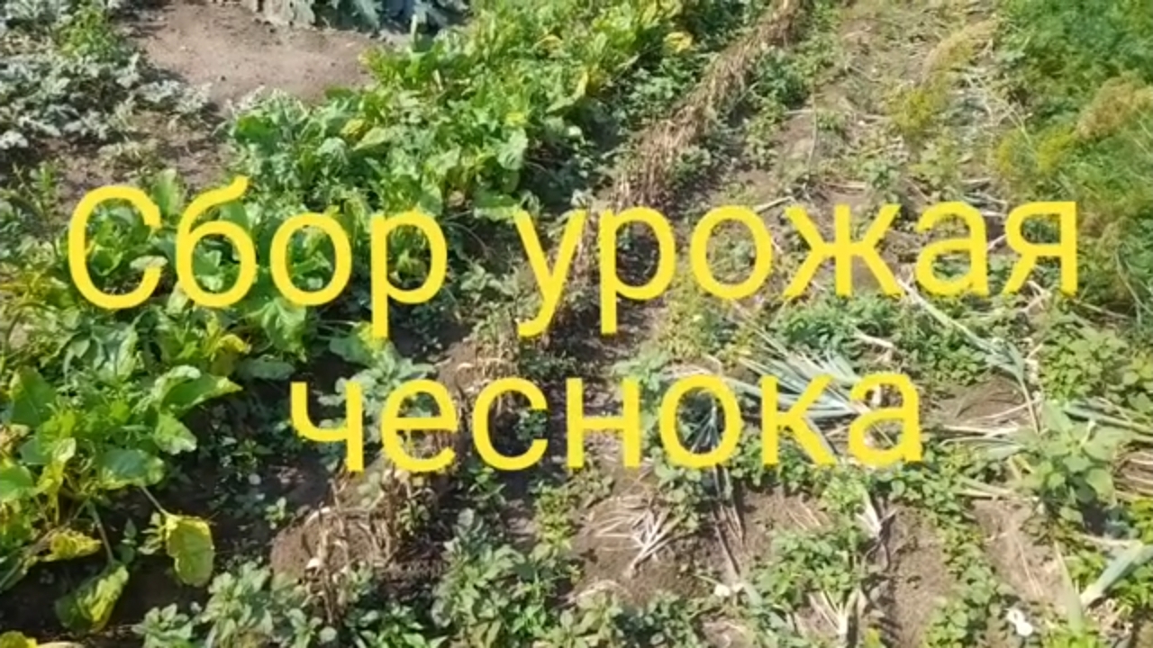 Сбор урожая чеснока.