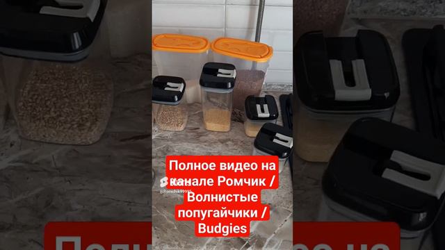 Каша для попугаев #волнистыепопугаи #волнистик #волнистые  #budgies #reels  #shortsvideo #shorts