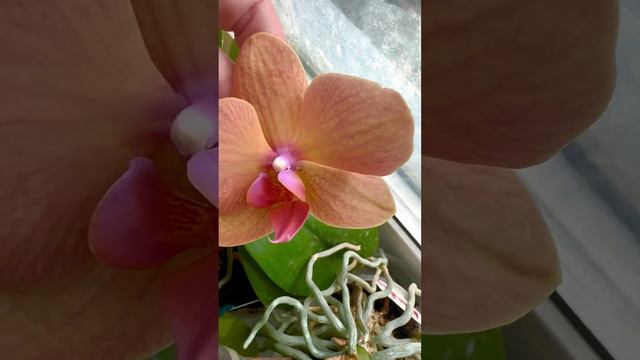 Хорошего дня! Орхидея #Анке