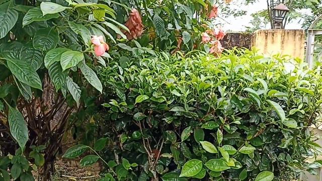 How To Grow Tea Plants In Your Home Garden.