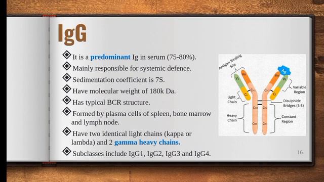 Types of Antibodies: Structure and Functions