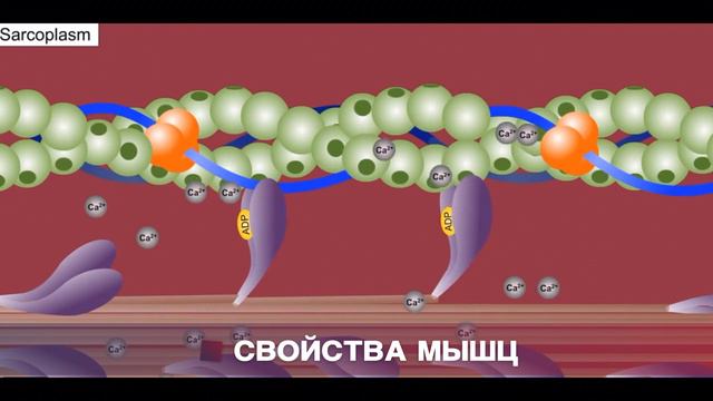 Свойства мышц