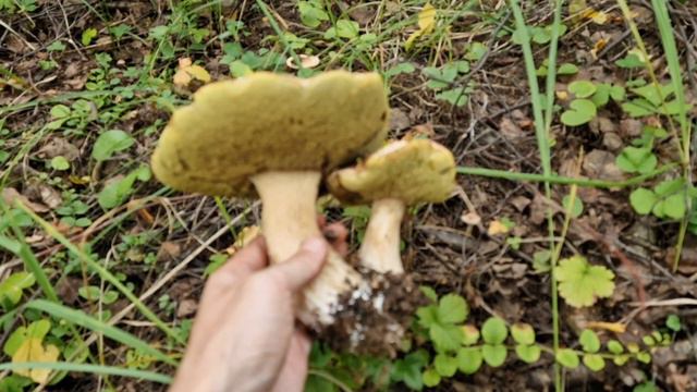 Грибная жила! Сбор белых в конце лета #тихая_охота #грибалка #грибы2024