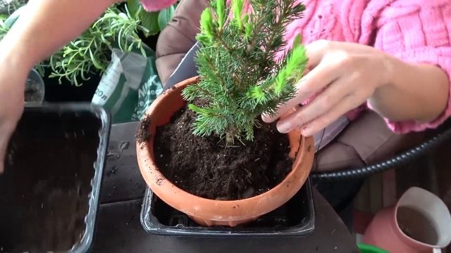 Ель Коника в горшке. Что с ней делать после Нового года?