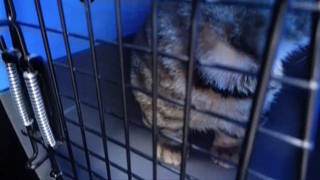 Hantar kucing munchkin mix bengal pergi sunat!