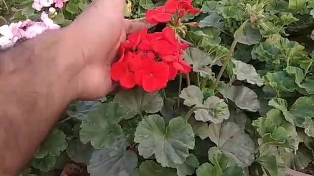 Best Flowering plant for home gardening is Geranium