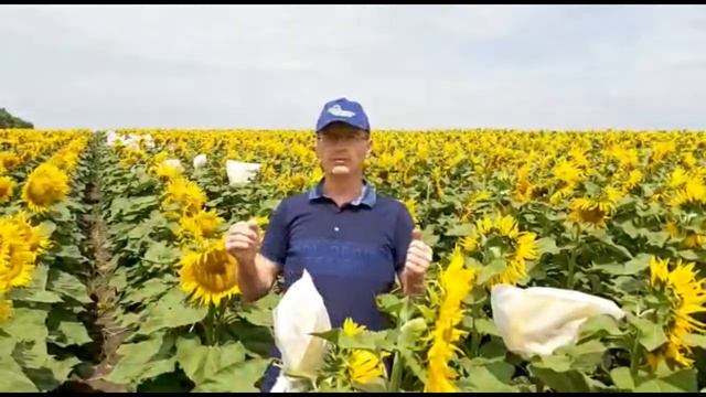 Материнская родительская линия отечественного гибрида подсолнечника