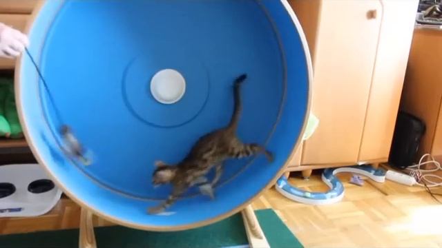 бенгальские котята игра. Bengal kitten play
