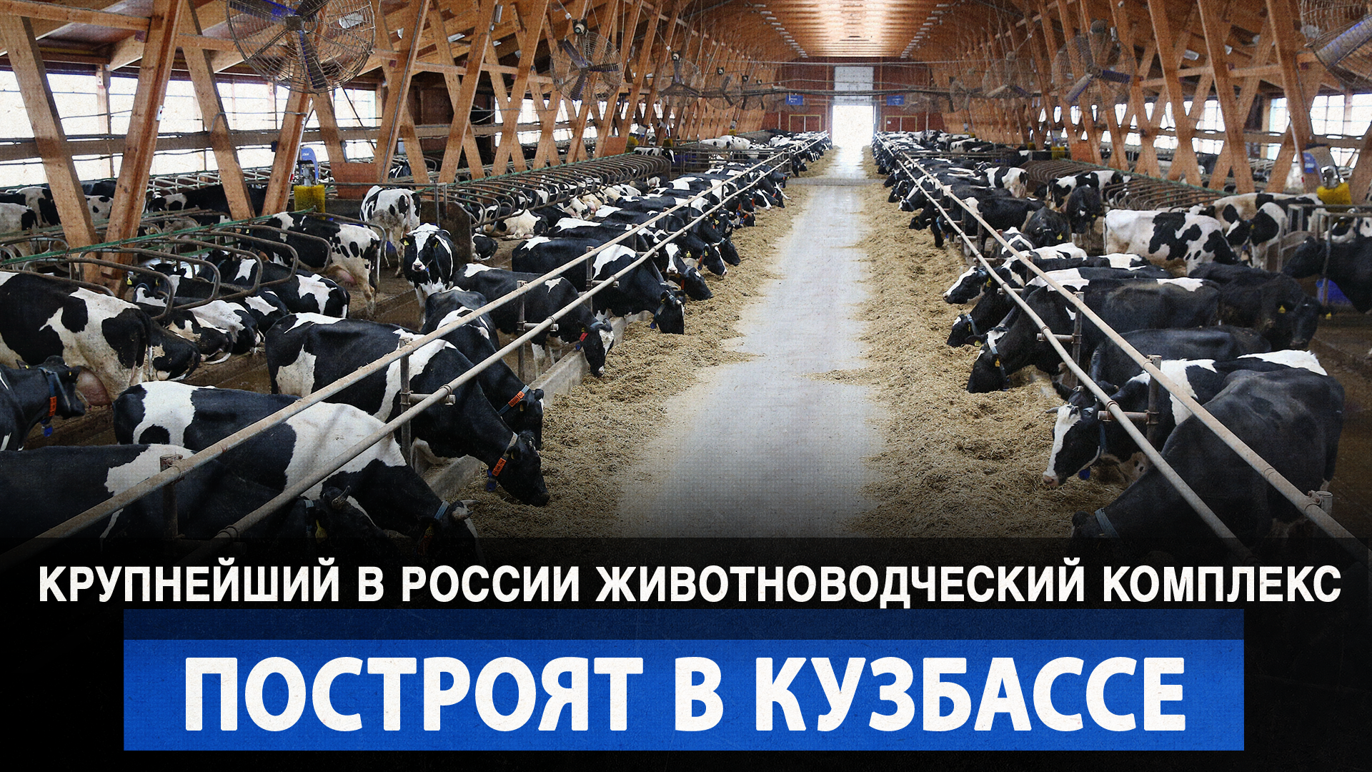 Крупнейший в России животноводческий комплекс